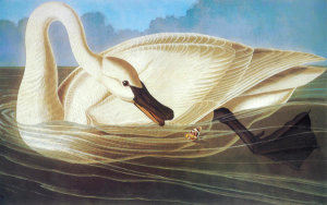 John James Audubon - Trumpeter Swan