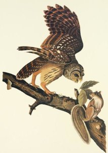 John James Audubon - Barred Owl