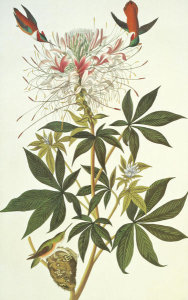 John James Audubon - Ruff-Necked Hummingbird