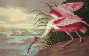 John James Audubon - Roseate Spoonbill