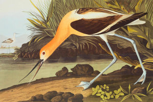 John James Audubon - American Avocet