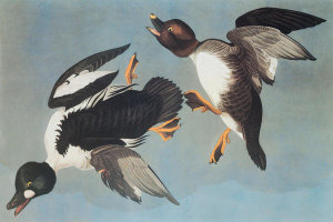 John James Audubon - Golden-Eye Duck