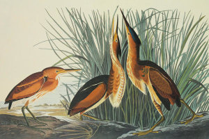 John James Audubon - Least Bittern