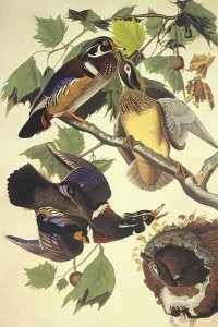 John James Audubon - Summer Or Wood Duck
