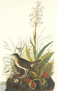 John James Audubon - Tawny Thrush