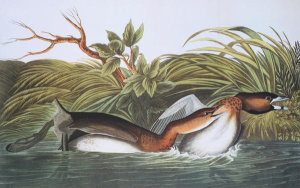John James Audubon - American Pied-Bill Dobchick