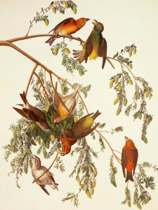 John James Audubon - American Crossbill