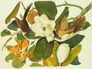 John James Audubon - Black-Billed Cuckoo