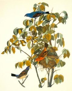 John James Audubon - Blue Grosbeak