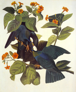 John James Audubon - White-Crowned Pigeon