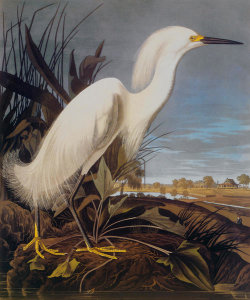 John James Audubon - Snowy Heron Or White Egret