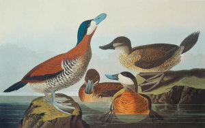 John James Audubon - Ruddy Duck
