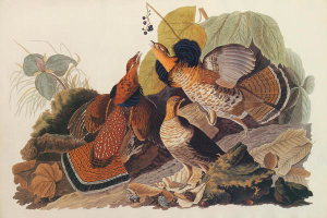 John James Audubon - Ruffed Grouse