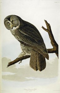 John James Audubon - Great Cinereous Owl