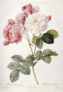 Pierre Joseph Redoute - Damask Rose