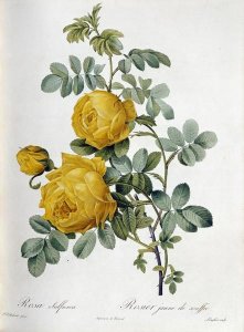 Pierre Joseph Redoute - Rosa Sulfurea