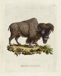 Pietro Scattaglia - Bison