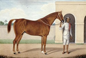 Shaikh Muhammad Amir - Jeremy Jumps, a Chestnut Stallion