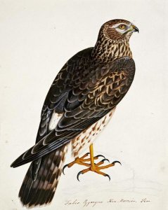 Rev. Christopher Atkinson - Falco Pygargus, Hen-Harrier, Fem