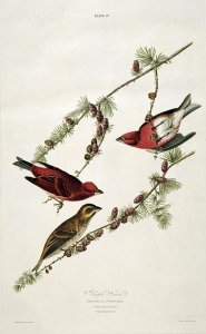 John James Audubon - Purple Finch