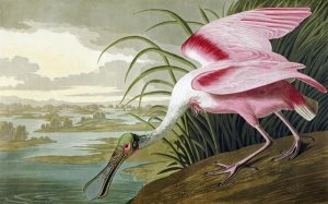 John James Audubon - Roseate Spoonbill