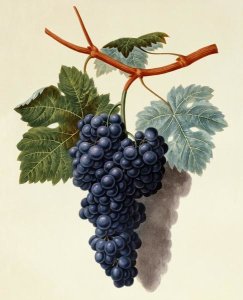George Brookshaw - Black Muscadine Grapes