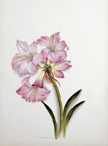 Ethel May Dixie - Amaryllis Belladonna