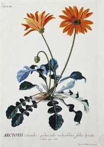 Georg Dionysius Ehret - African Daisy