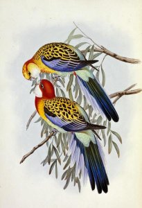 John Gould - Eastern Rosella