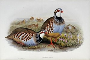 John Gould - Red Legged Partridges