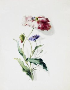 Thomas Holland - A Scarlet Poppy and a Cornflower