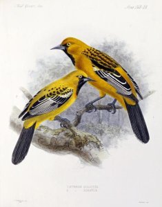 J. G. Keulemans - Ecuadorian Cacique and an Orange Oriole