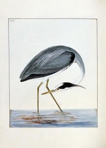 William Lewin - Heron