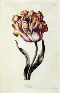 Thomas Parkinson - Tulip