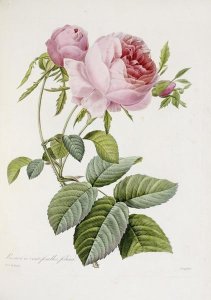 Pierre Joseph Redoute - Rose