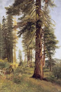 Albert Bierstadt - California Redwoods