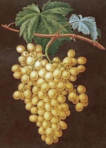 George Brookshaw - Alexandria Grapes