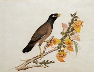 Calcutta School - A Minah Bird Perched on a Flowering Branch