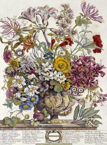 Robert Furber - October - Twelve Months of Flowers