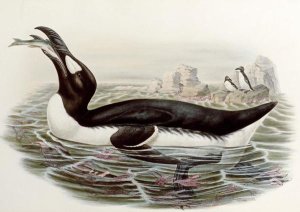 John Gould - Great Auk