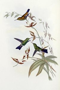 John Gould - Family of Hummingbirds