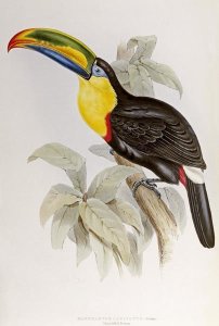 John Gould - Family of Toucans