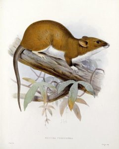 J. G. Keulemans - Nectoma Ferruginea