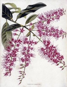 Conrad Loddiges - Combretum Purpureum