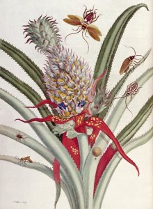 J Mulder - Pineapple (Ananas) With Surinam Insects