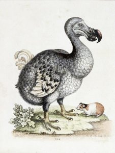 Frederick P. Nodder - The Dodo