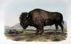 John James Audubon - American Bison or Buffalo