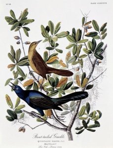 John James Audubon - Boat Tailed Grackle - Male and Female