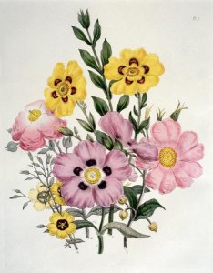 Sir Edward Burne-Jones - Yellow and Pink Mixed Flowers. Cistus