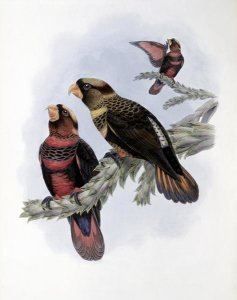 John Gould - Banded Lory